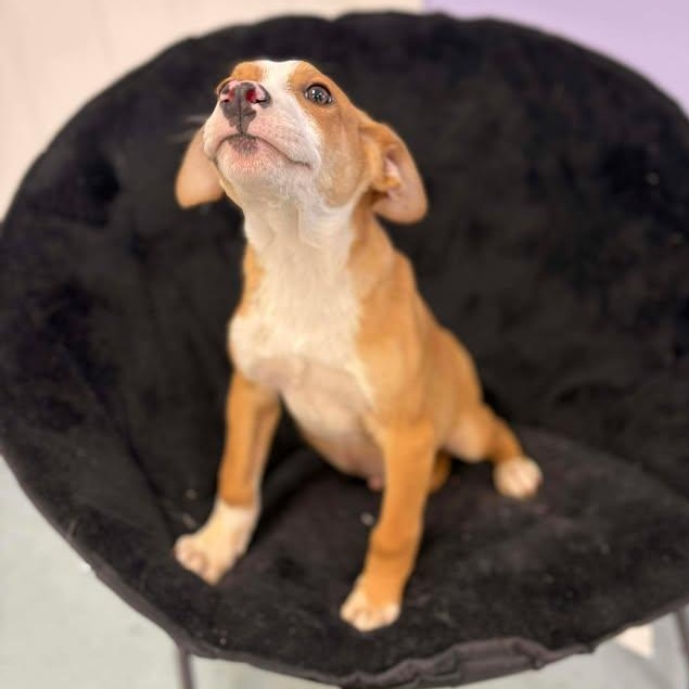 Enlarge Pepsi, a ADOPTABLE mixed breed in Bardstown, KY image 5/6