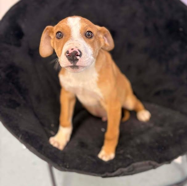 Enlarge Pepsi, a ADOPTABLE mixed breed in Bardstown, KY image 6/6