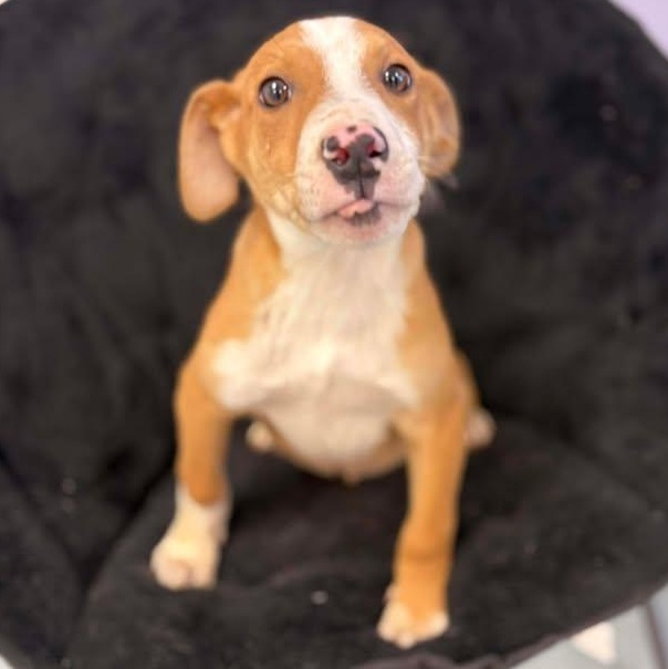 Enlarge Pepsi, a ADOPTABLE mixed breed in Bardstown, KY image 2/6