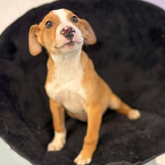 Pepsi, ADOPTABLE, Puppy Male Terrier.