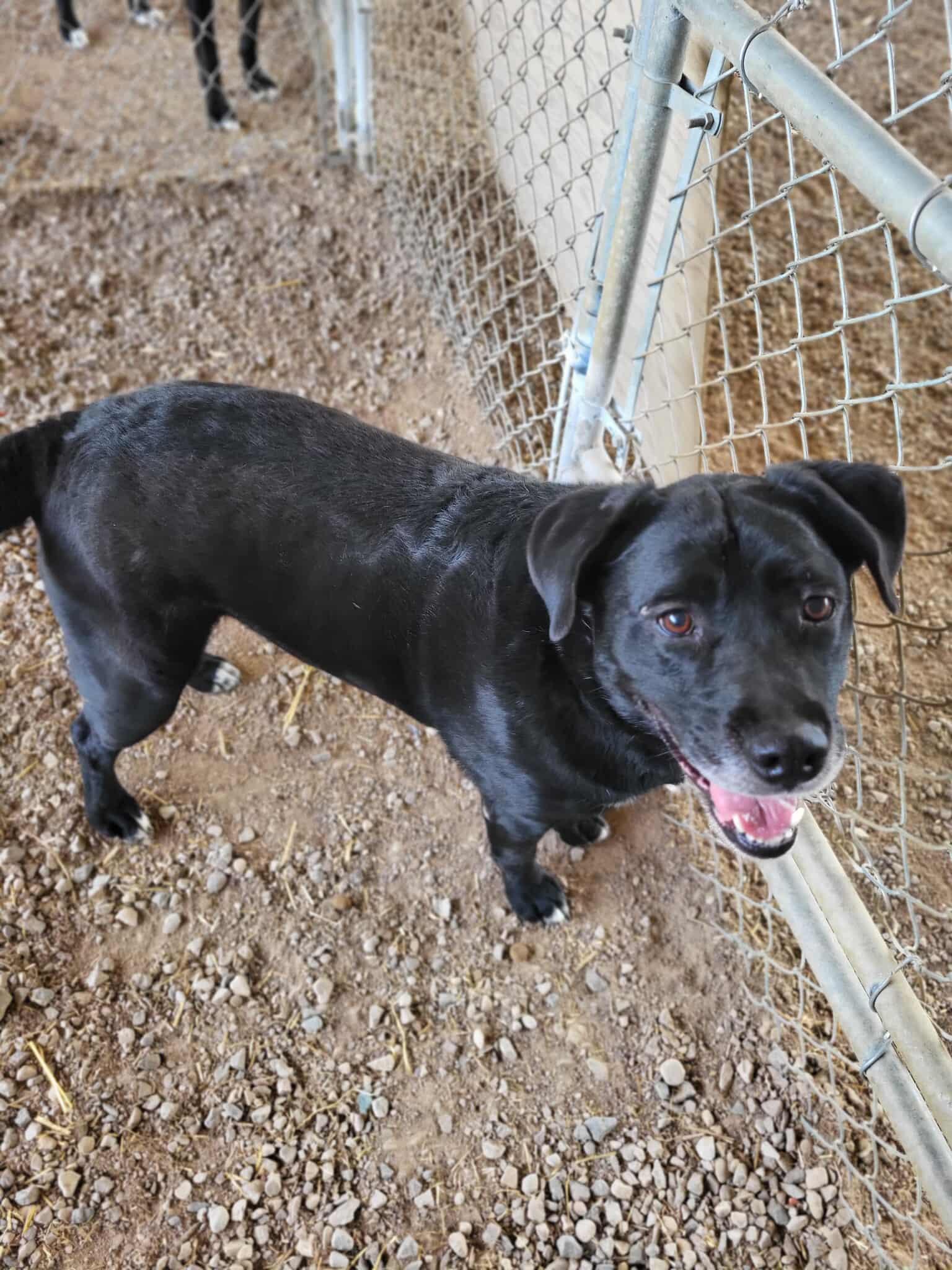 Enlarge Queenie, a Adoptable mixed breed in Fort Smith, NT image 4/4