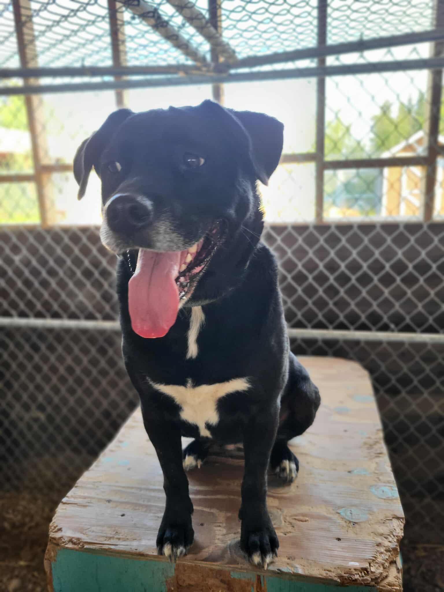 Queenie, Adoptable, Adult Female Black Labrador Retriever.