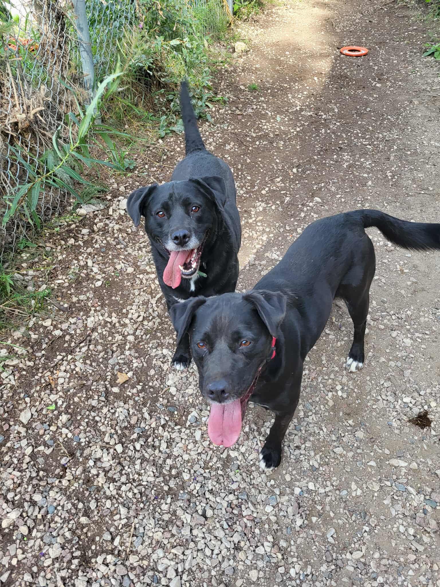 Enlarge Queenie, a Adoptable mixed breed in Fort Smith, NT image 2/4