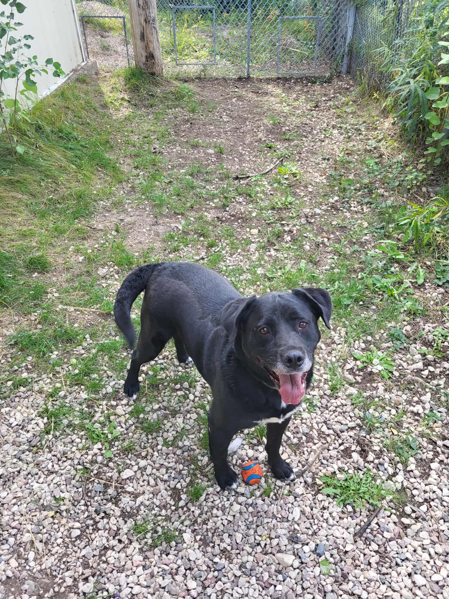Enlarge Queenie, a Adoptable mixed breed in Fort Smith, NT image 3/4