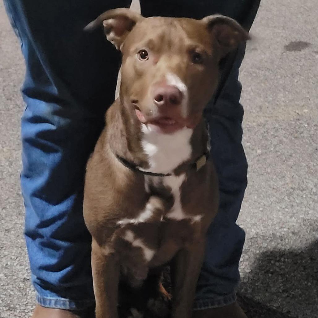 Tiny Dog, Adoptable, Young Male Terrier.