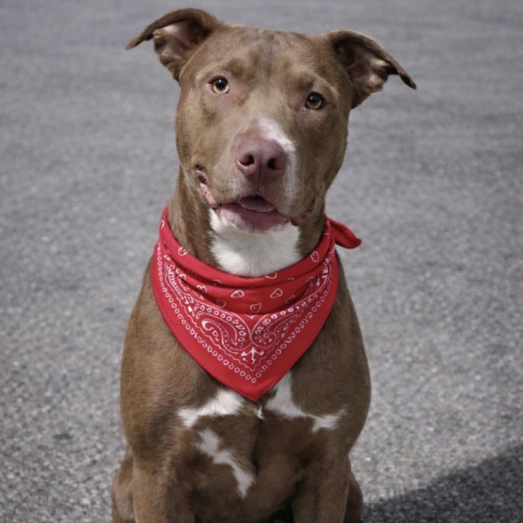Enlarge Tiny Dog, a Adoptable Terrier in Hackett, AR image 2/6