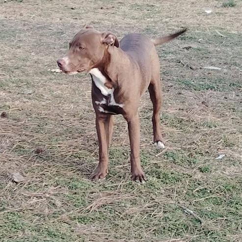 Enlarge Tiny Dog, a Adoptable Terrier in Hackett, AR image 3/6