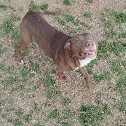 Enlarge Tiny Dog, a Adoptable Terrier in Hackett, AR image 4/6