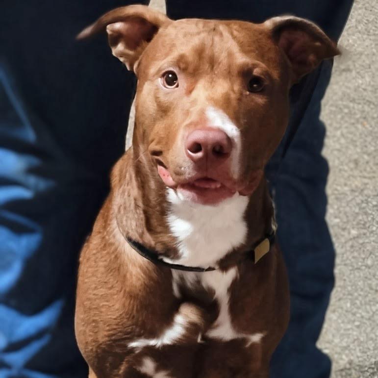 Enlarge Tiny Dog, a Adoptable Terrier in Hackett, AR image 5/6