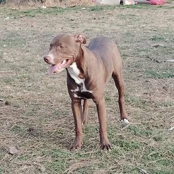 Enlarge Tiny Dog, a Adoptable Terrier in Hackett, AR image 6/6