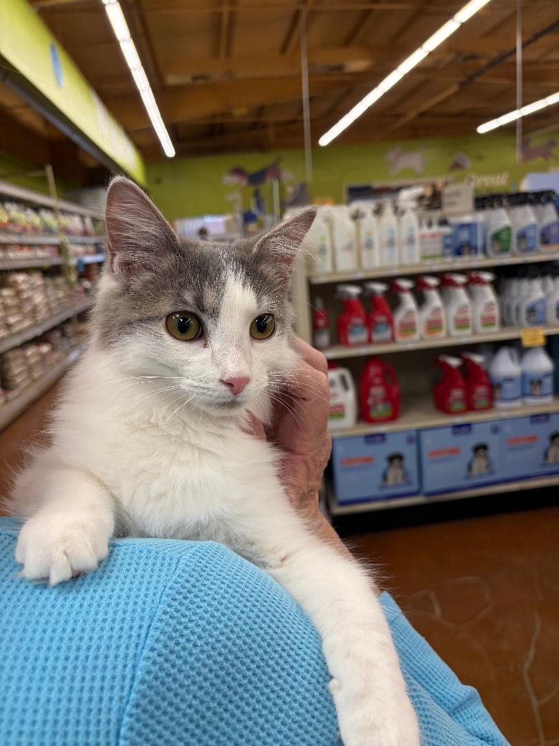 Enlarge River, an adopted Domestic Medium Hair in Louisville, KY image 1/1