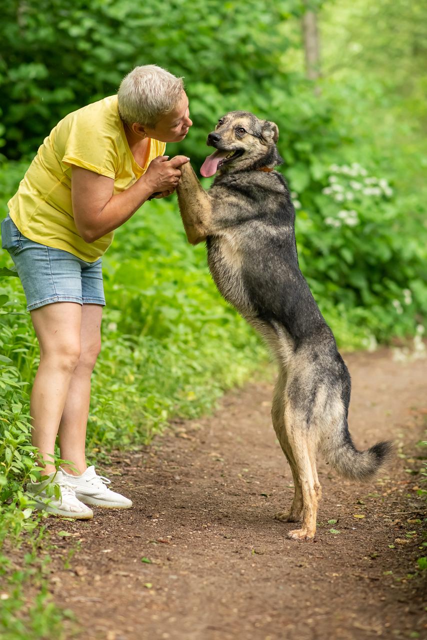 Enlarge Lima, a Adopted German Shepherd Dog in Fredericksburg, VA image 3/6