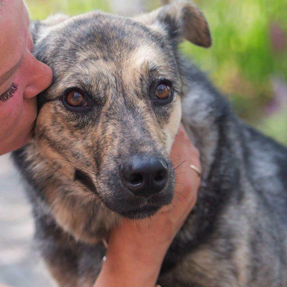 Lima, Adopted, Adult Female German Shepherd Dog.