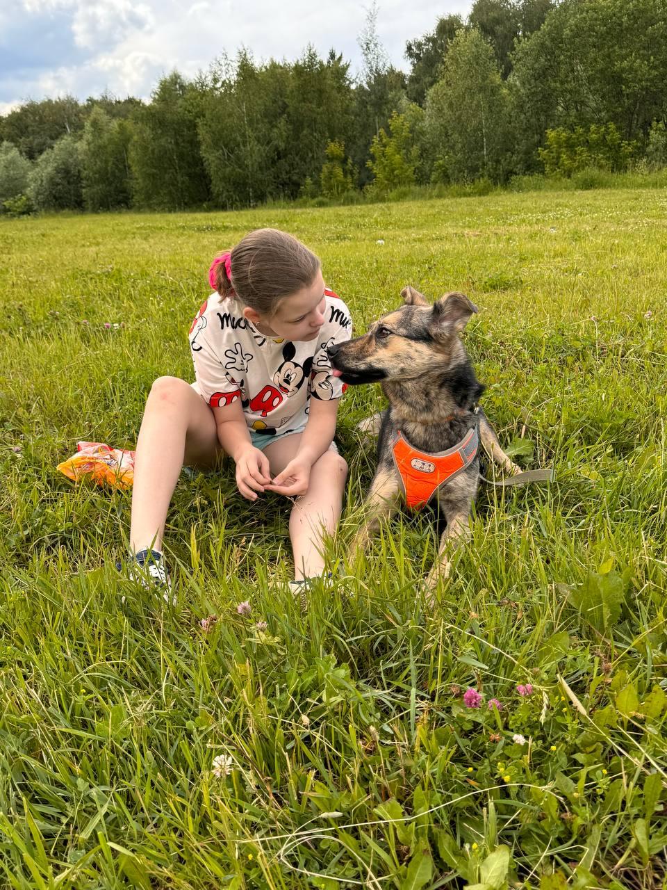 Enlarge Lima, a Adopted German Shepherd Dog in Fredericksburg, VA image 4/6