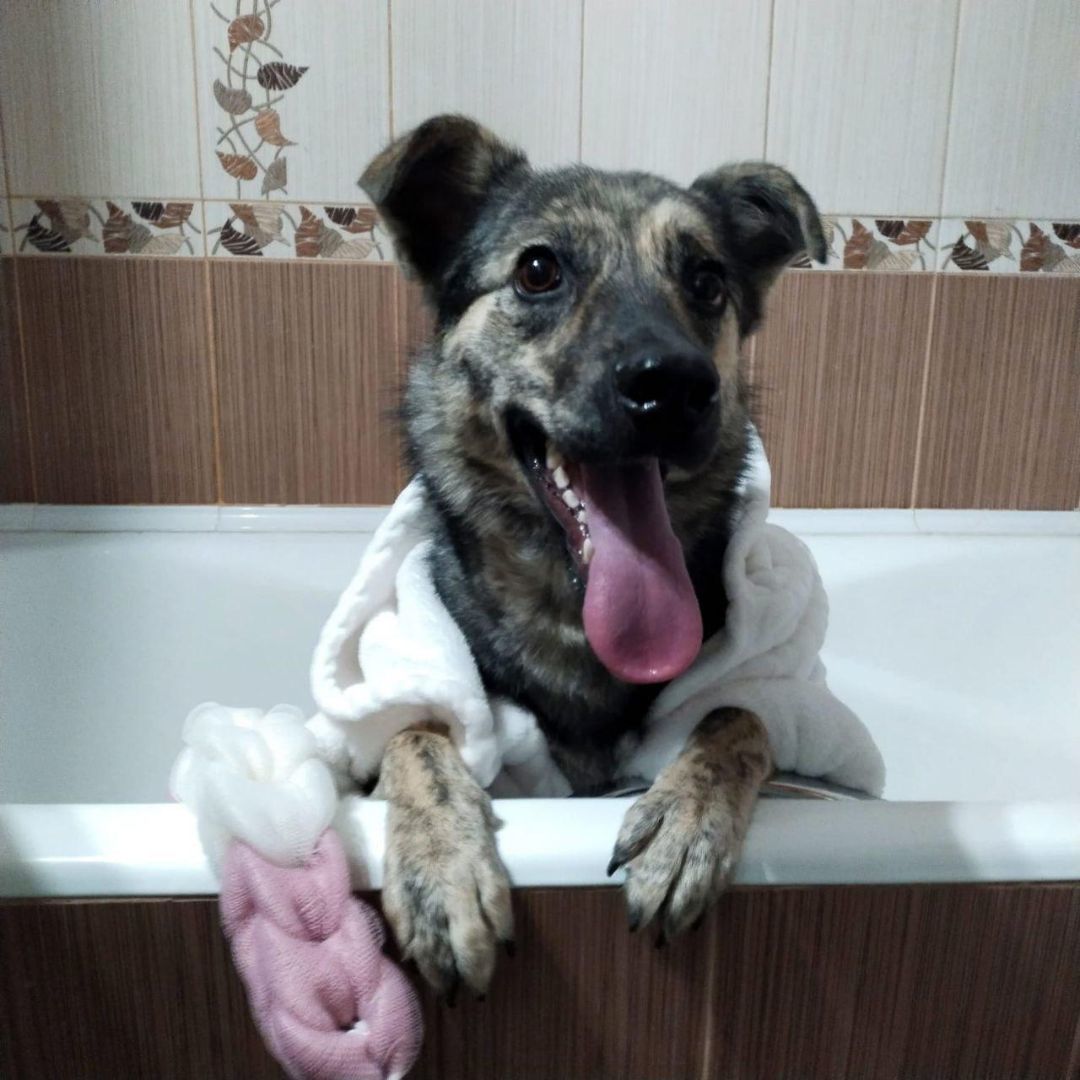 Enlarge Lima, a Adopted German Shepherd Dog in Fredericksburg, VA image 6/6