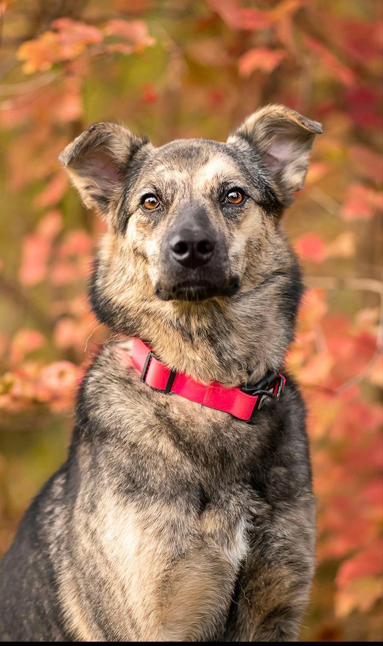 Enlarge Lima, a Adopted German Shepherd Dog in Fredericksburg, VA image 2/6