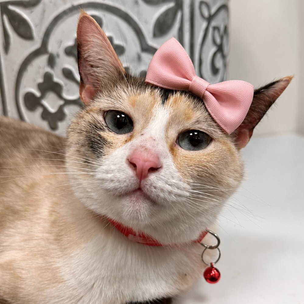 Harper, adopted, Young Female Siamese.