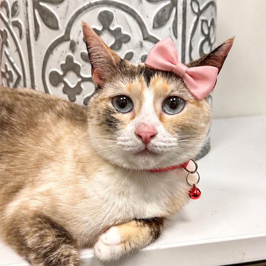 Enlarge Harper, an adopted Siamese in Dalton, GA image 2/2