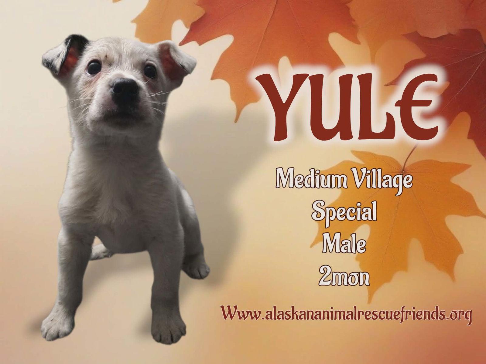 Enlarge Yule, a Adoptable mixed breed in Anchorage, AK image 1/1