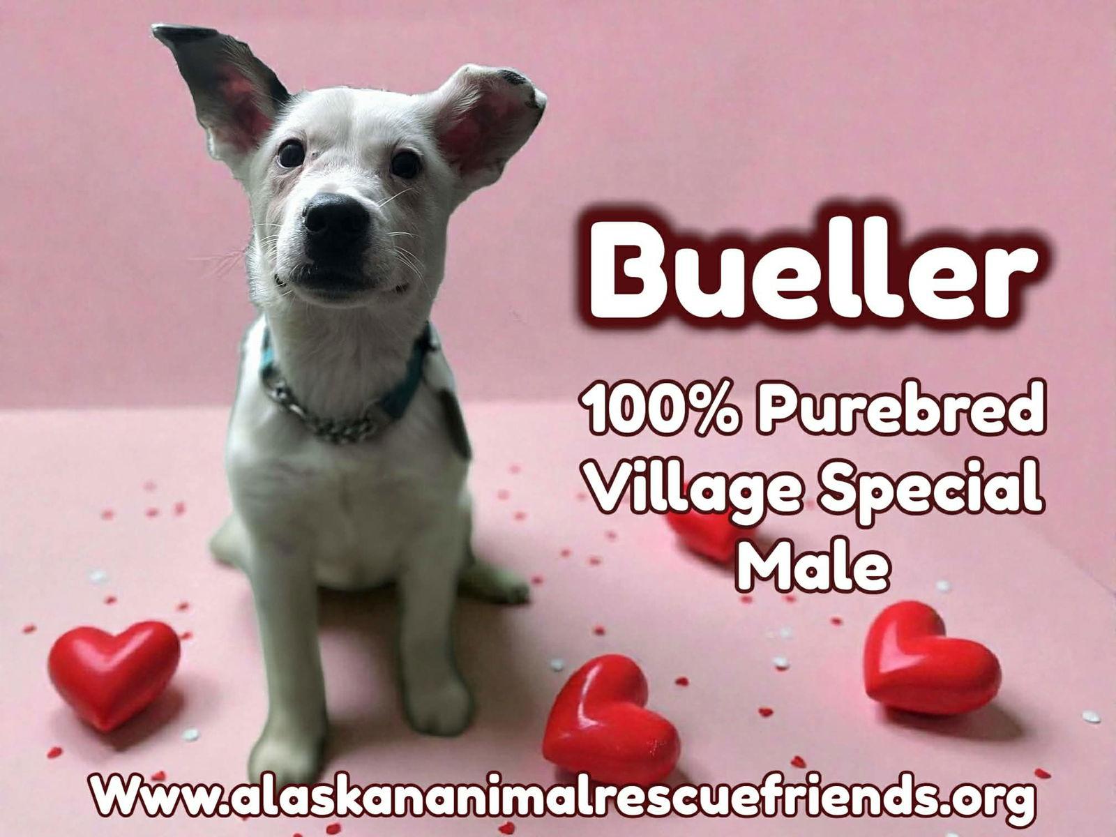 Bueller, Adoptable, Puppy Male Labrador Retriever & Terrier.