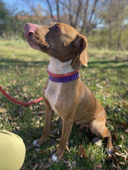 Roan, Adoptable, Adult Female Pit Bull Terrier & Mixed Breed.