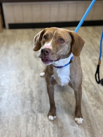 Roan, Adoptable, Adult Female Pit Bull Terrier & Mixed Breed.