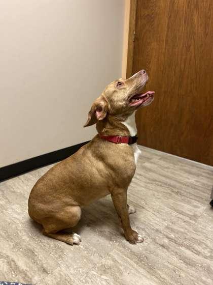 Roan, Adoptable, Adult Female Pit Bull Terrier & Mixed Breed.