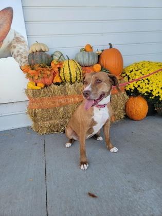 Roan, Adoptable, Adult Female Pit Bull Terrier & Mixed Breed.