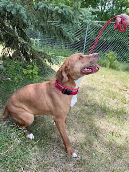 Roan, Adoptable, Adult Female Pit Bull Terrier & Mixed Breed.