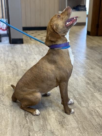 Enlarge Roan, a Adoptable mixed breed in Fergus Falls, MN image 1/3