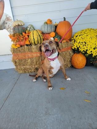 Enlarge Roan, a Adoptable mixed breed in Fergus Falls, MN image 2/3