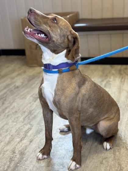 Enlarge Roan, a Adoptable mixed breed in Fergus Falls, MN image 2/3