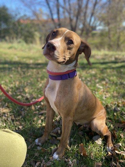 Enlarge Roan, a Adoptable mixed breed in Fergus Falls, MN image 2/3