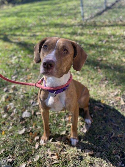 Enlarge Roan, a Adoptable mixed breed in Fergus Falls, MN image 3/3