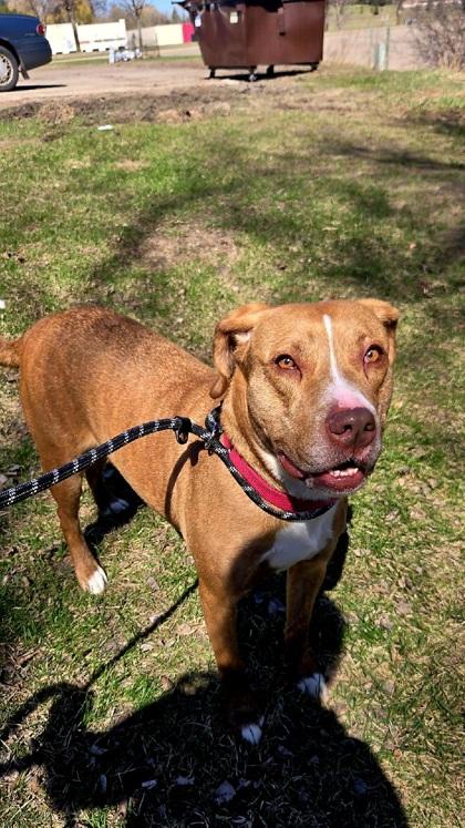 Enlarge Roan, a Adoptable mixed breed in Fergus Falls, MN image 2/3