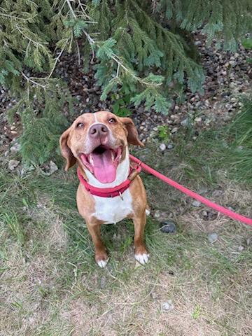 Enlarge Roan, a Adoptable mixed breed in Fergus Falls, MN image 3/3