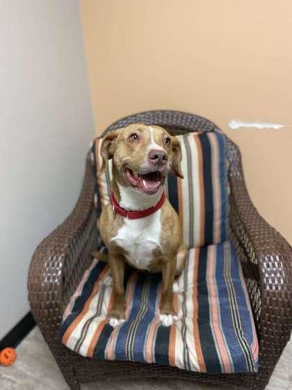 Enlarge Roan, a Adoptable mixed breed in Fergus Falls, MN image 3/3