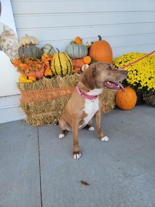 Enlarge Roan, a Adoptable mixed breed in Fergus Falls, MN image 3/3