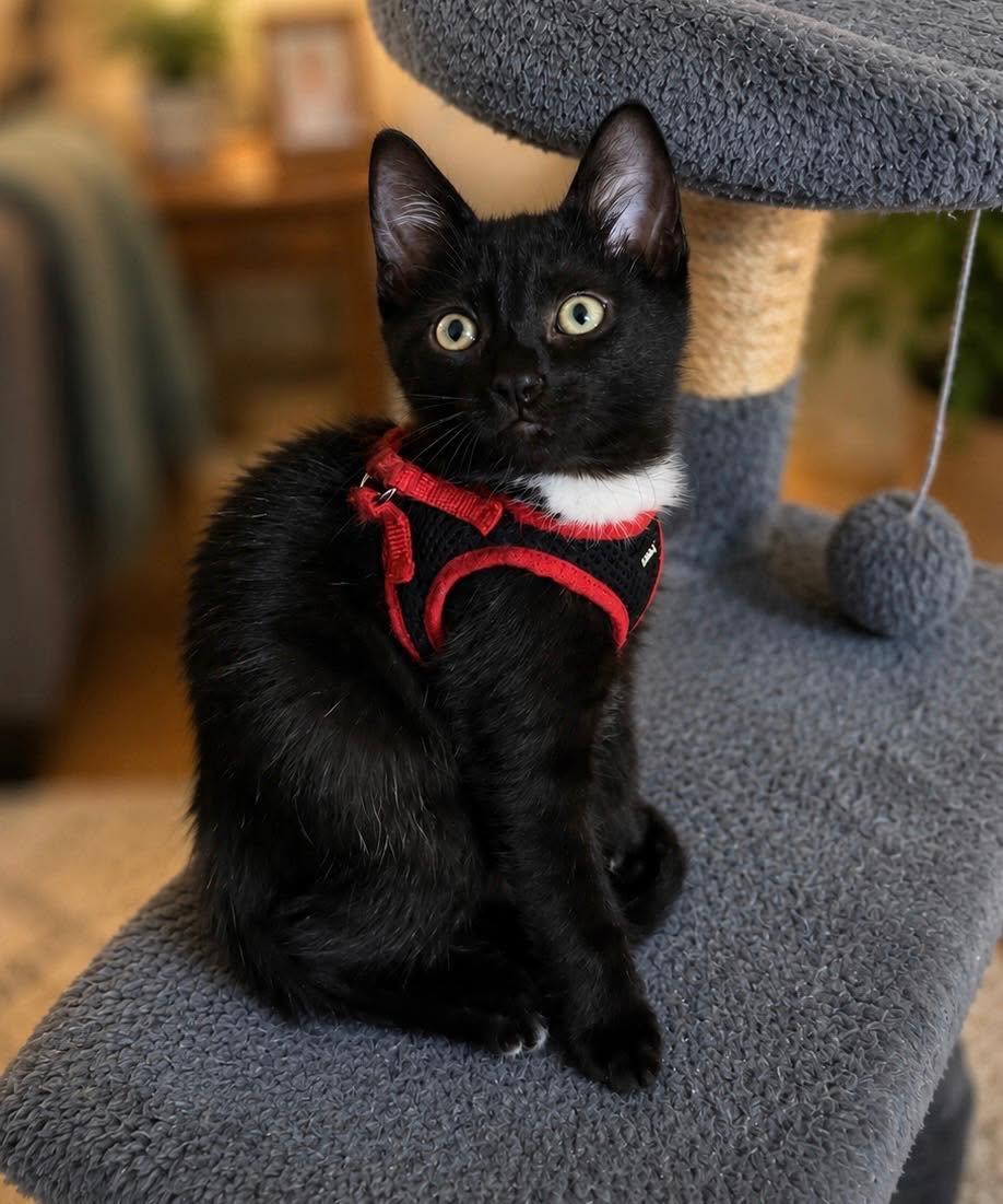 Crow, Adoptable, Young Male Domestic Short Hair.