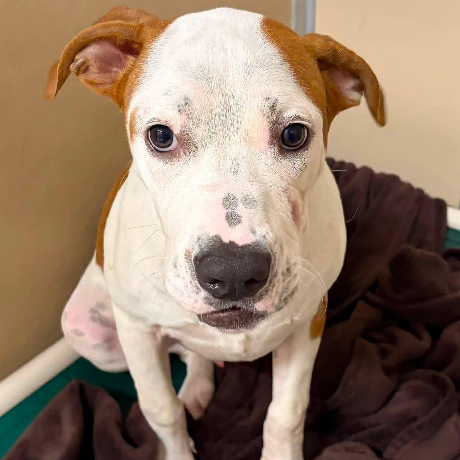 Moose, ADOPTABLE, Young Male Terrier.