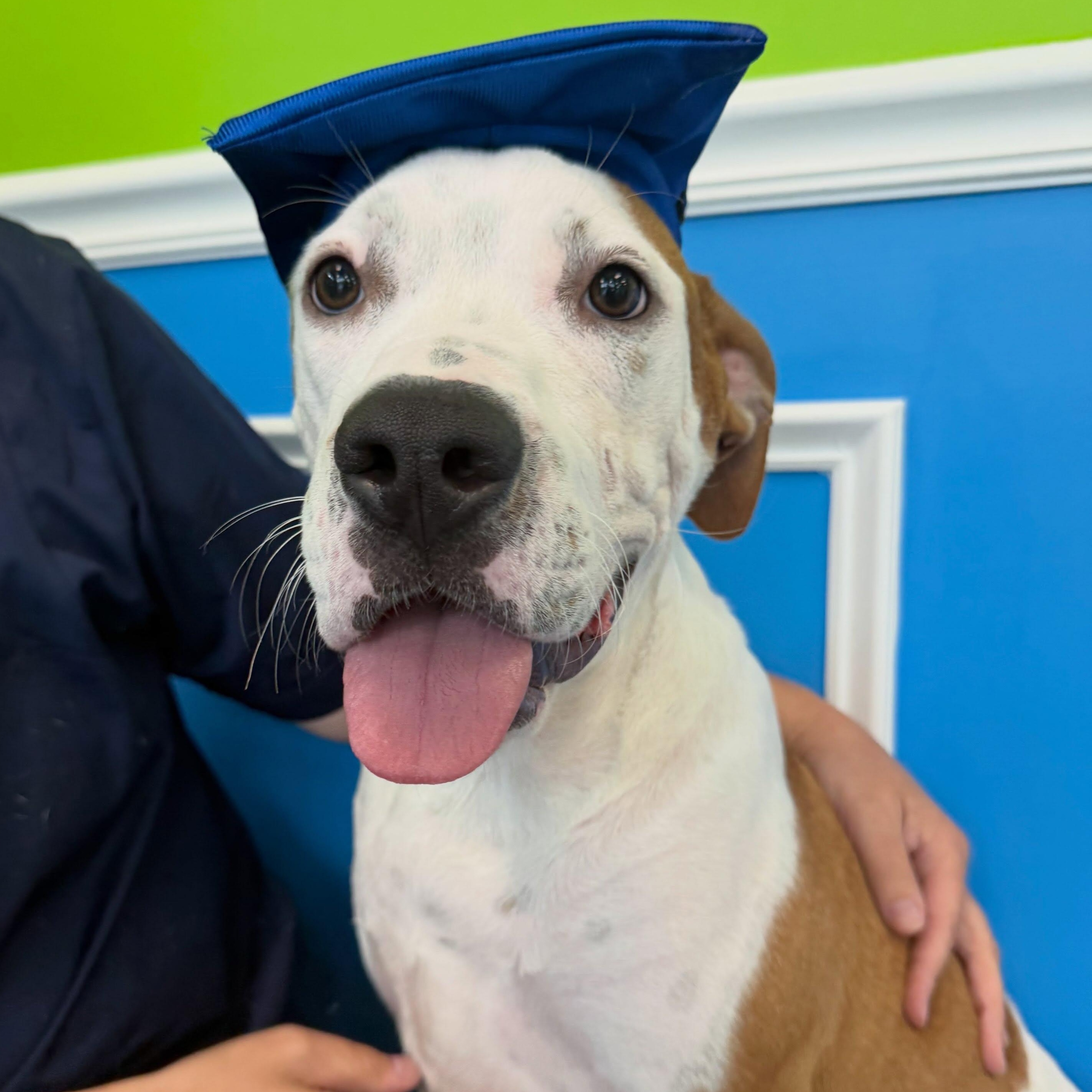 Enlarge Moose, a ADOPTABLE mixed breed in St. Augustine, FL image 1/2