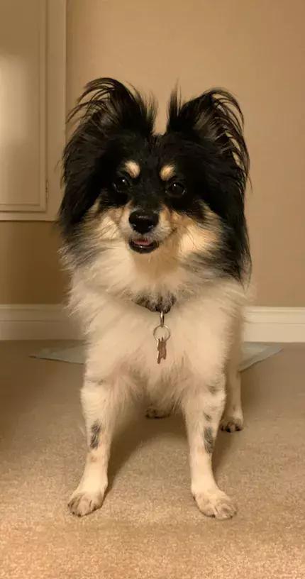 Andy, Adopted, Adult Male Papillon.