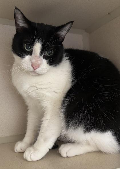 Sylvester, Adoptable, Adult Male Domestic Short Hair & Domestic Short Hair.