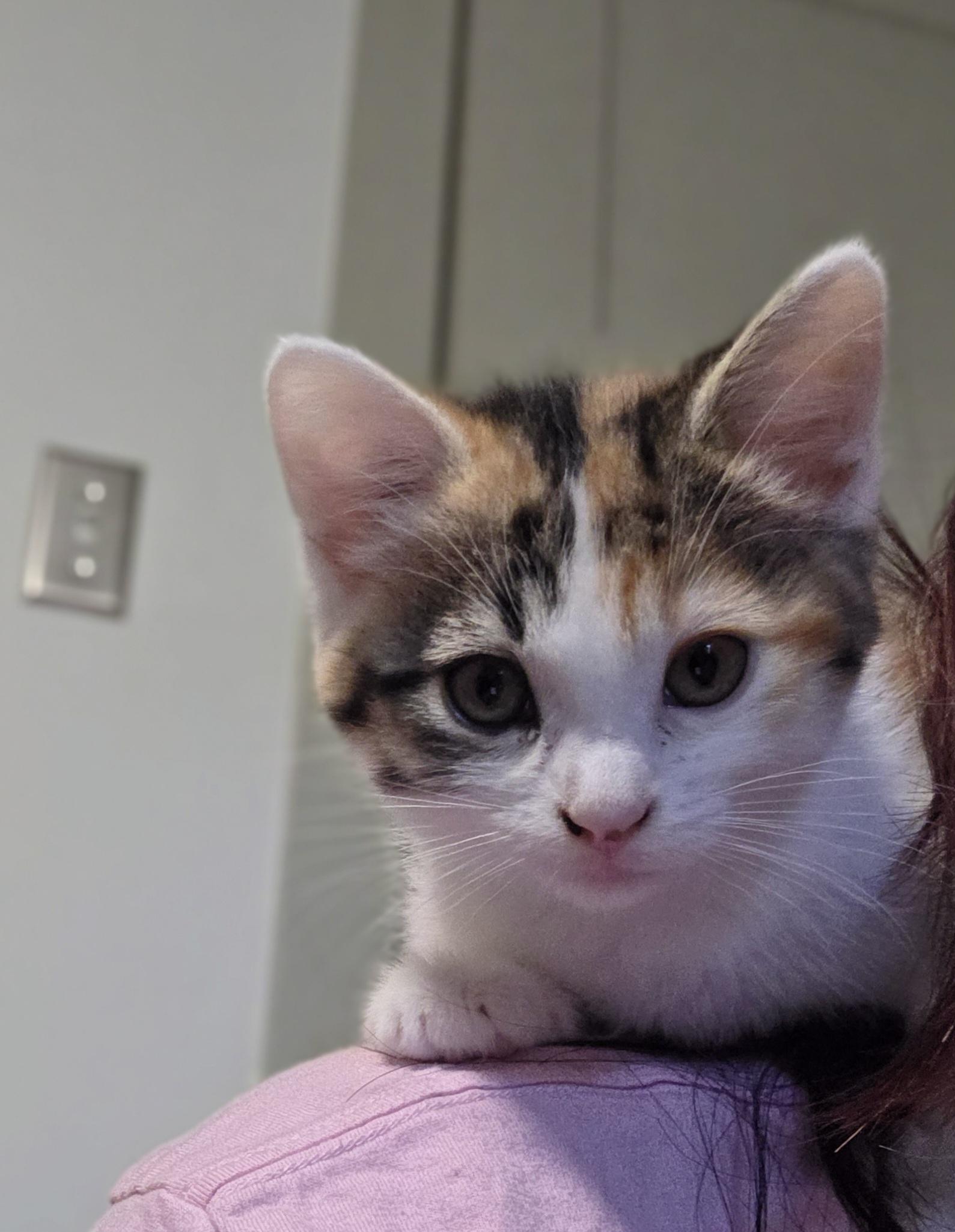 Enlarge Yvette, a Adoptable Domestic Short Hair in Minneapolis, MN image 4/6