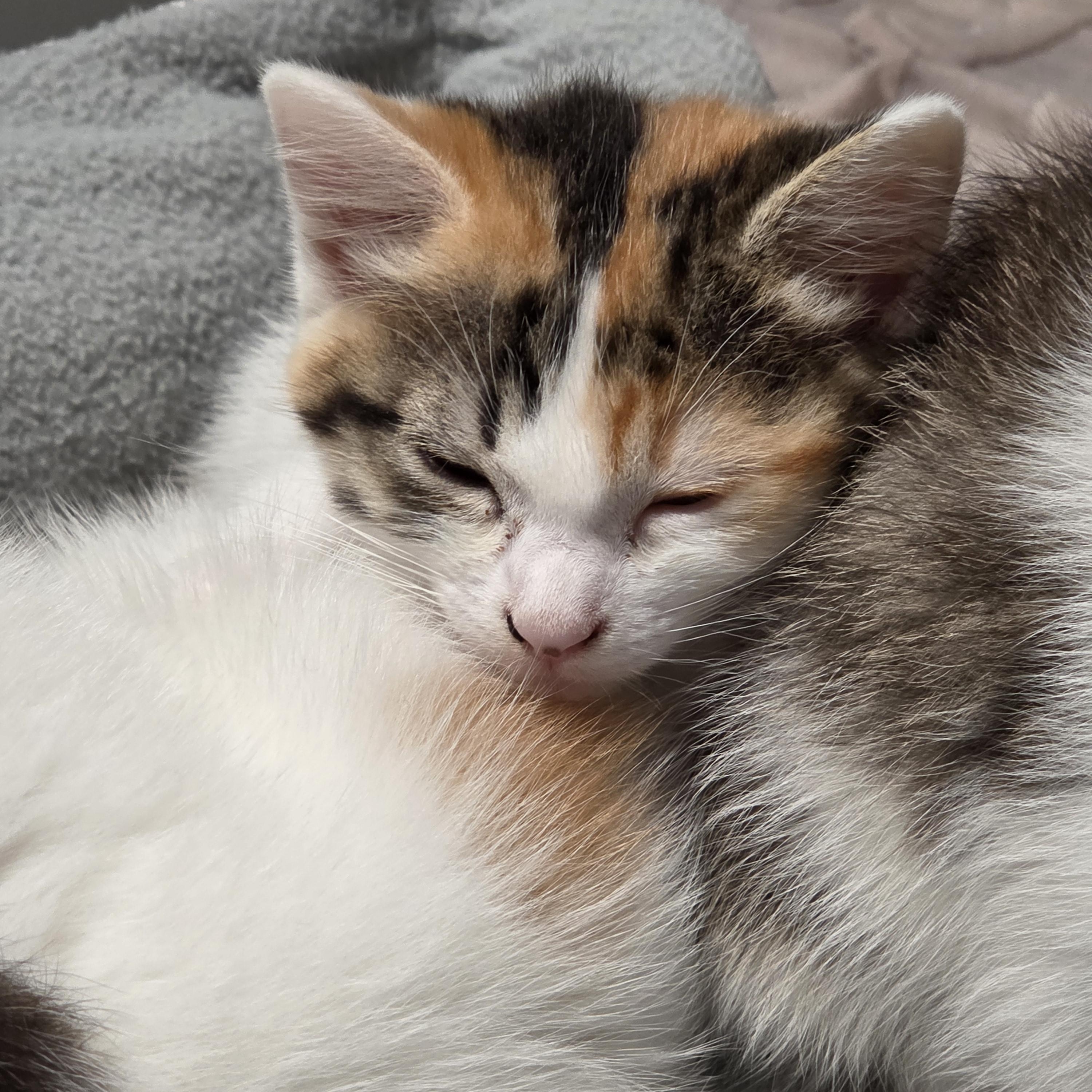 Enlarge Yvette, a Adoptable Domestic Short Hair in Minneapolis, MN image 2/6