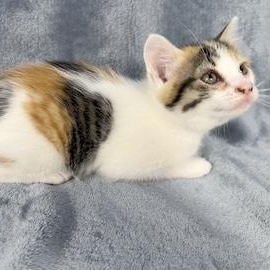 Enlarge Yvette, a Adoptable Domestic Short Hair in Minneapolis, MN image 1/6