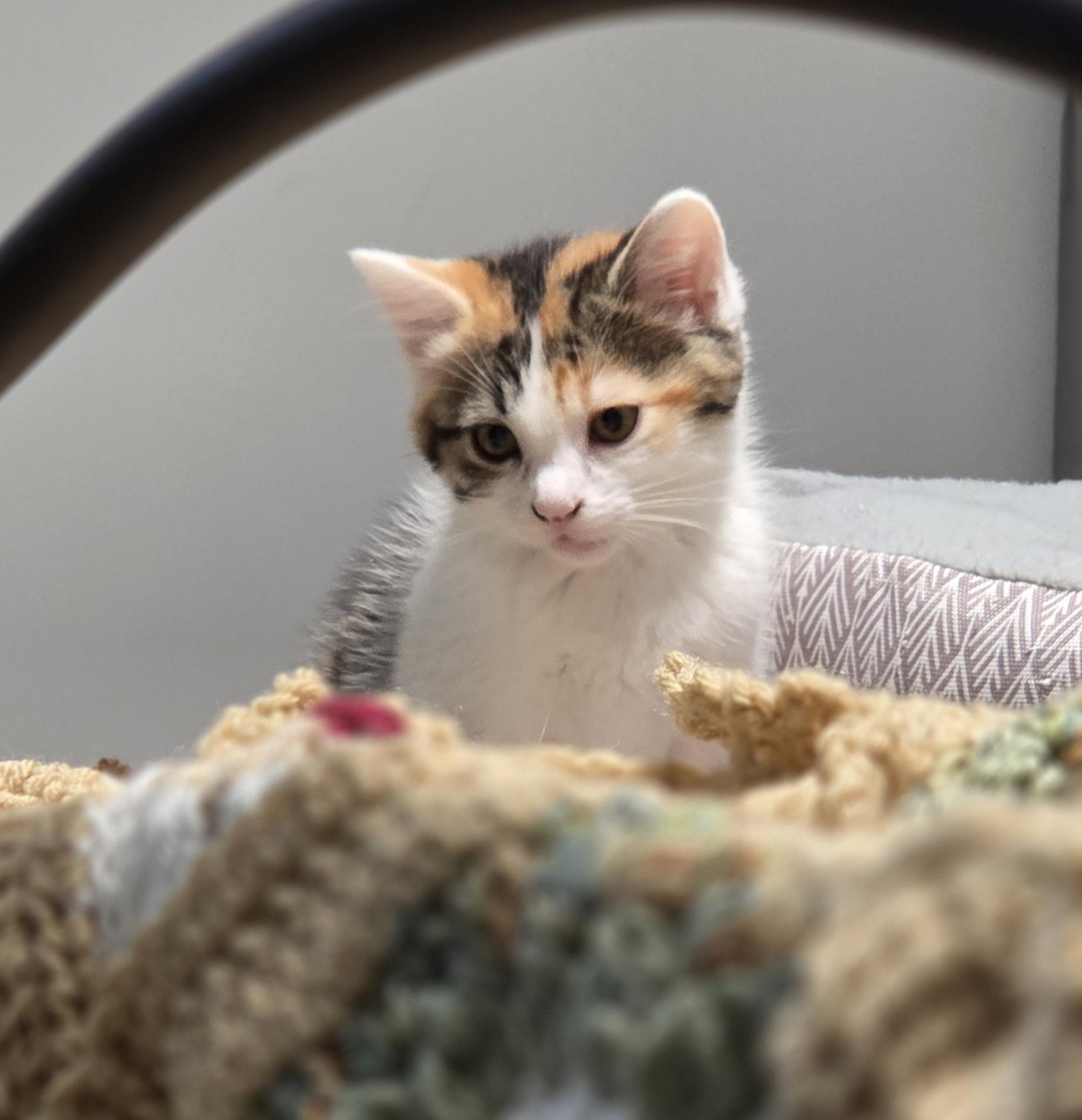 Enlarge Yvette, a Adoptable Domestic Short Hair in Minneapolis, MN image 5/6