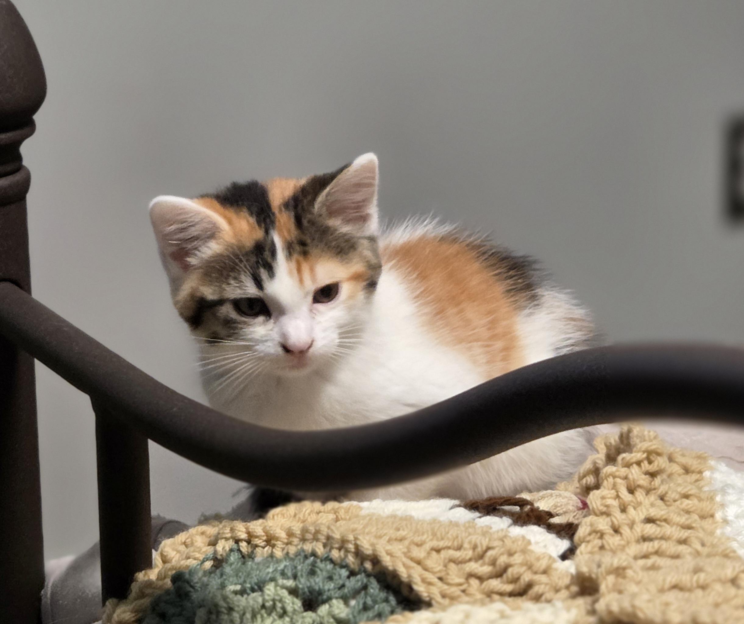 Enlarge Yvette, a Adoptable Domestic Short Hair in Minneapolis, MN image 3/6