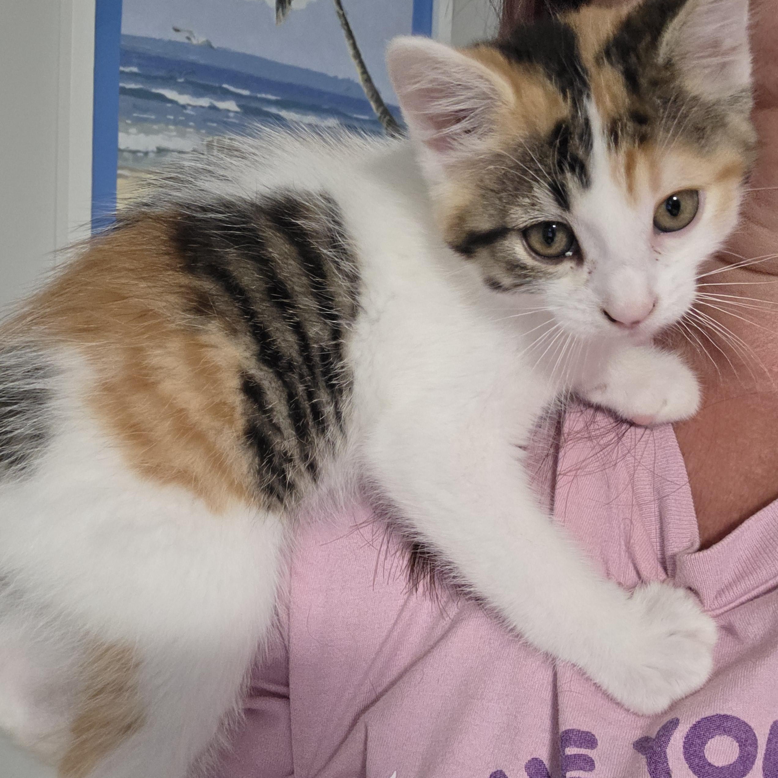 Enlarge Yvette, a Adoptable Domestic Short Hair in Minneapolis, MN image 6/6