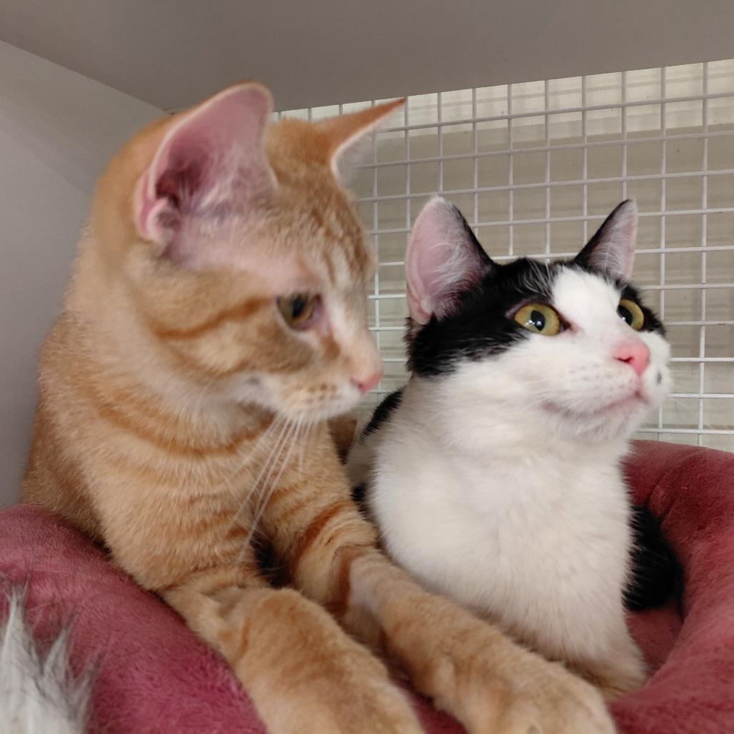 Marbled Rye, Adoptable, Young Female Domestic Short Hair.